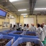 Nieddittas Cozze Arborea Oristano Senegal