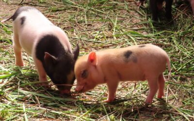 Verso l’istituzione del Porcetto di Sardegna Igp