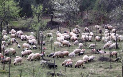 Pratiche contadine e pastorizie per la gestione degli incendi nei boschi