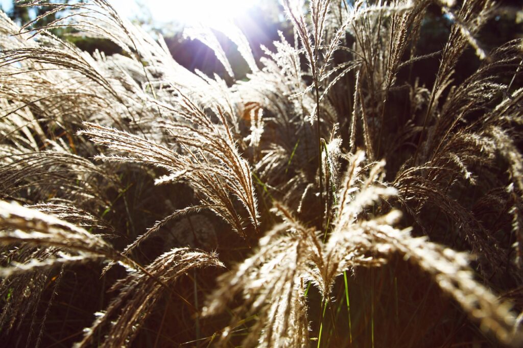 vegetali - Nika_Akin