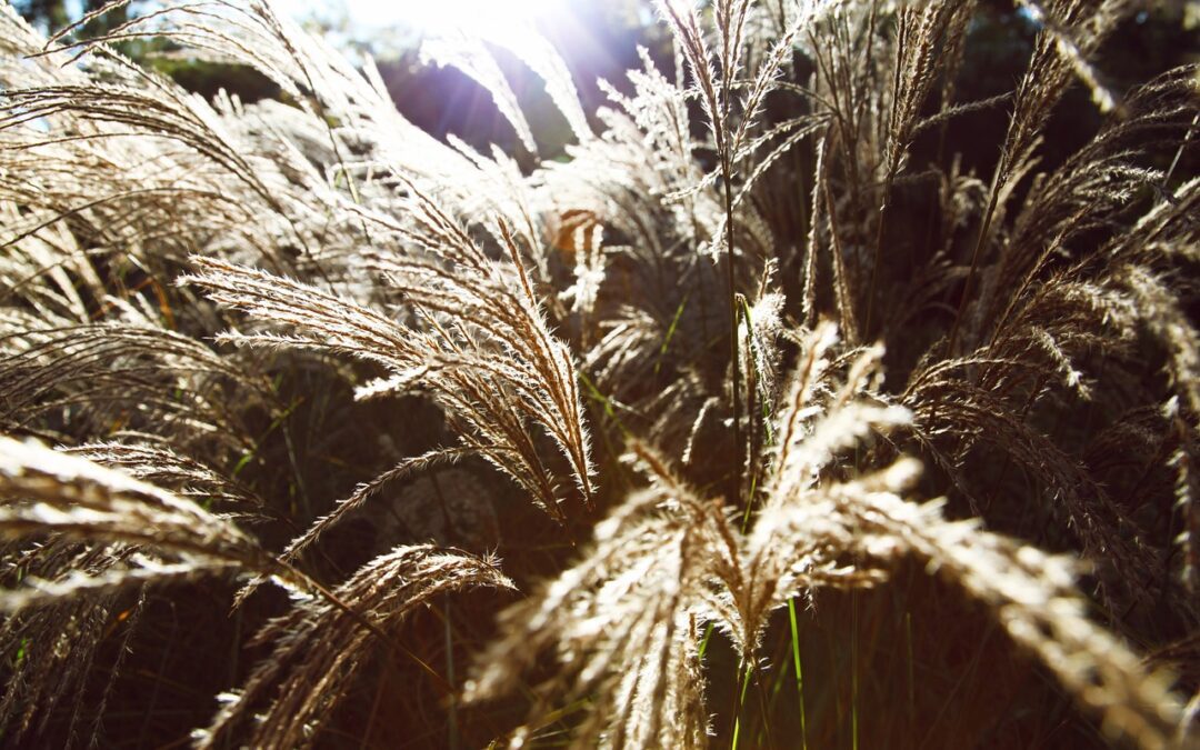 L’Erbario centrale italiano di Firenze diventa digitale