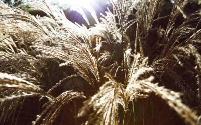 L’Erbario centrale italiano di Firenze diventa digitale