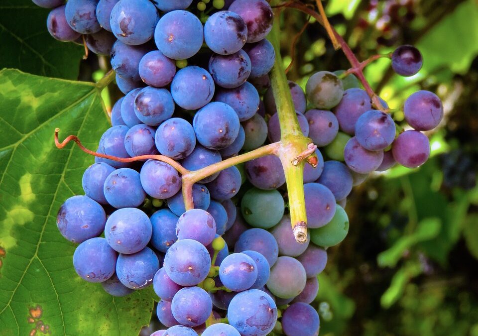 Anche l’uva da tavola ha la sua manifestazione