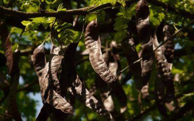 È il carrubo il superfood su cui puntare per il cambiamento climatico