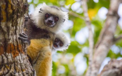 Eppur si esprime, a Torino il primo studio che decodifica le espressioni facciali di lemuri e gibboni con l’intelligenza artificiale