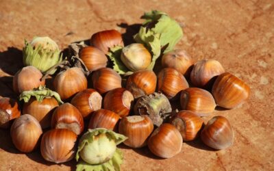 La nocciola come possibile antitumorale del fegato