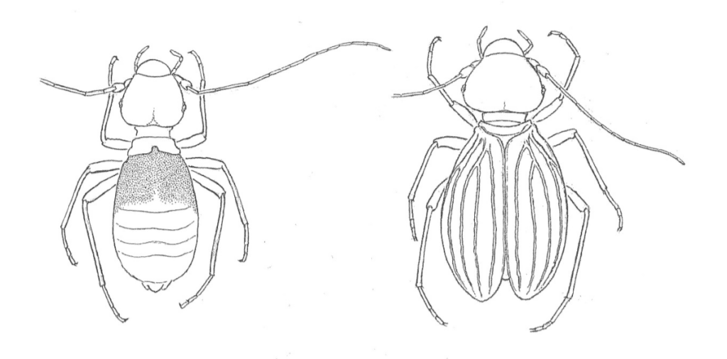 insetto ph. Rinaldo Nicoli Aldini