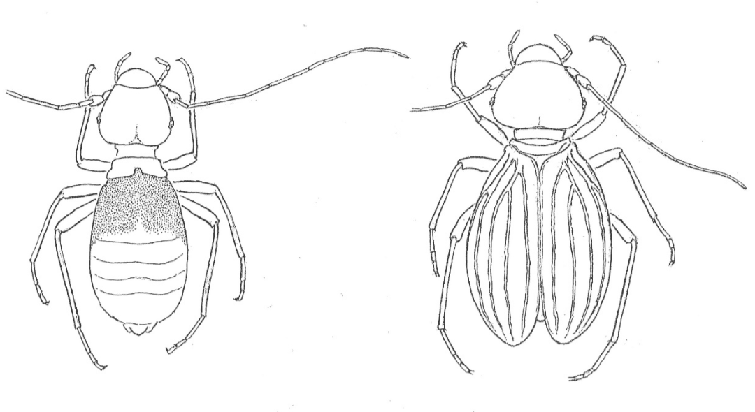 Scoperto un insetto che  vive tra libri e quadri