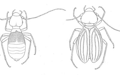Scoperto un insetto che vive tra libri e quadri