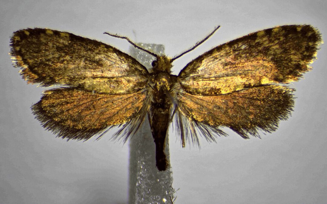 La farfalla Giulio Regeni