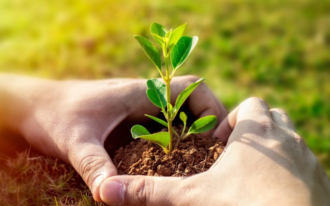 90 milioni di aiuti all’agricoltura per l’Italia