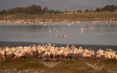 La Sardegna si tinge di rosa per la stagione dei fenicotteri