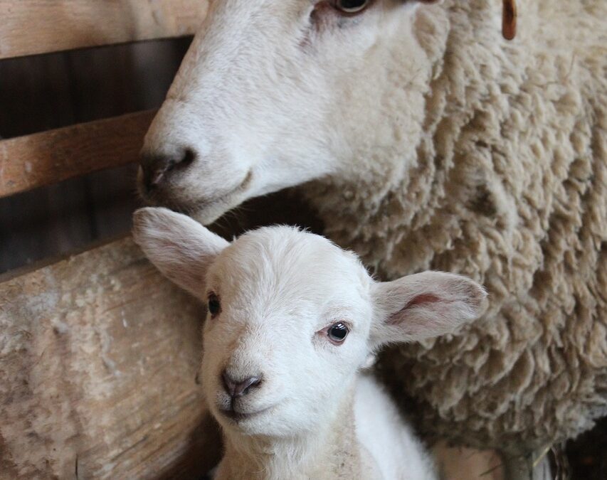 In Toscana una scuola per pastori